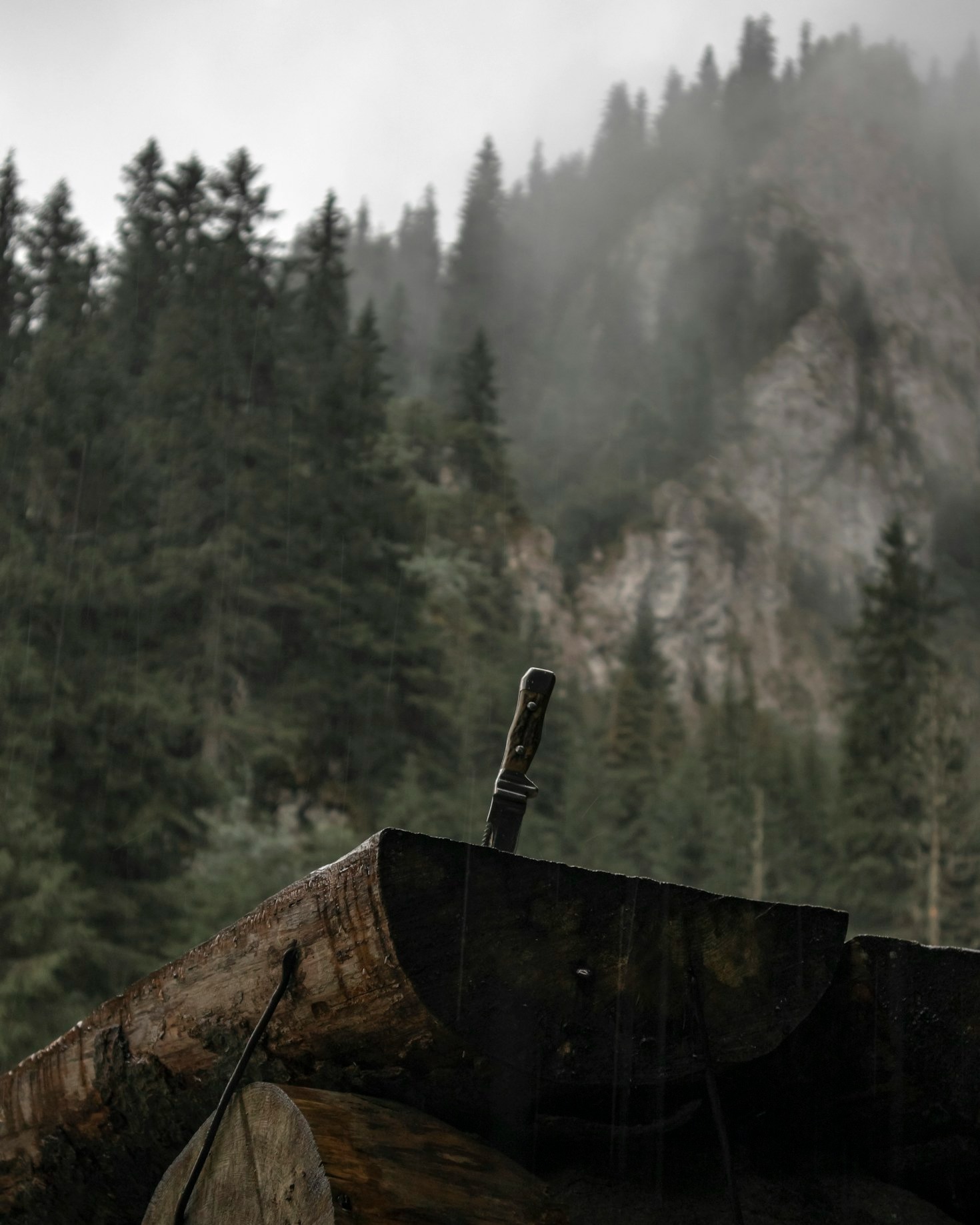 Shinrin-yoku: Skogens terapeutiska kraft